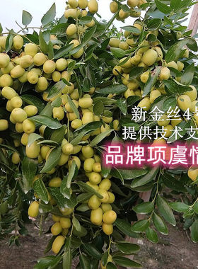 嫁接枣树活苗南方北方盆栽早熟马牙枣月新金丝四号枣树苗当年结果