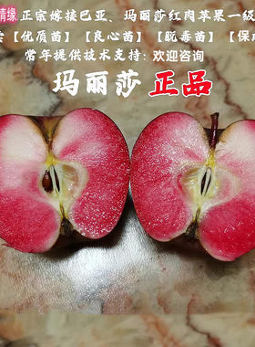 嫁接冰糖心玛丽莎红肉苹果树苗新疆红色之爱苹果苗庭院种植果树苗