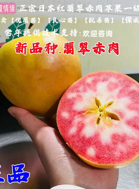 新品种红色树苖之爱日本红翡翠苹果树苗红肉浪漫樱花赤肉甜苹果苗
