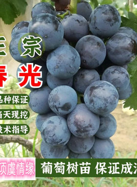 嫁接春光葡萄树苗无籽早熟黑宝石葡萄盆栽爬藤果树苗地栽当年结果