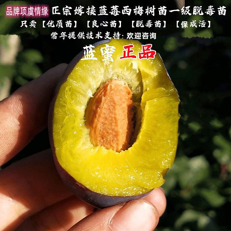 耐寒新疆西梅树树苗蓝蜜西梅苗法兰西李子盆栽庭院地栽抗寒果树苗