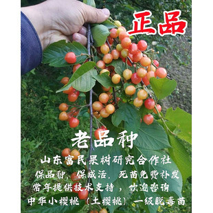 果树老品种本地土樱桃树苗中华小樱桃苗甜盆栽地栽南北方种植果苗