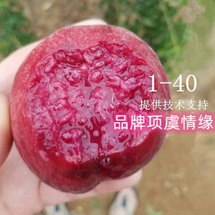 嫁接早熟5月红肉血桃树苗大桃树苗中桃1-40号桃苗桃子苗当年结果