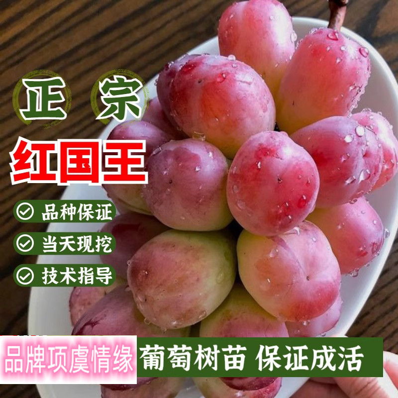 特大晚熟红国王葡萄苗地栽盆栽葡萄树苗南方北方果树苗当年结果苗