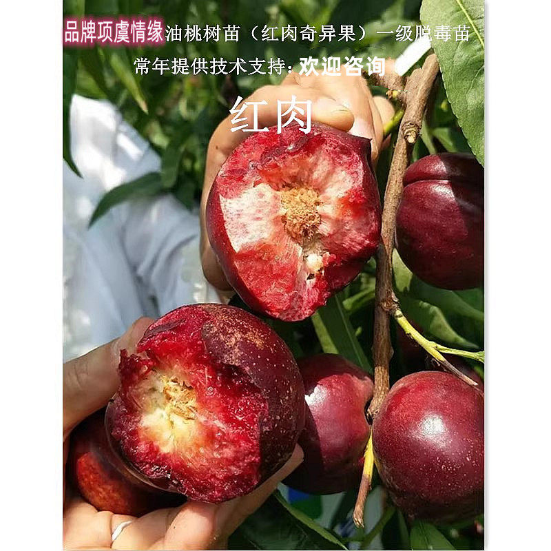 稀有果树纯甜血桃油桃树苗嫁接脆甜红肉油桃苗南北方种植当年结果