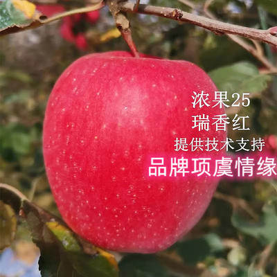 晚熟新品种矮化浓果25苹果树苗特大瑞香红苹果苗脆甜南方北方种植