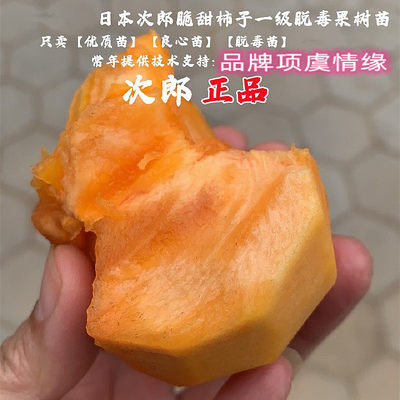 次郎甜柿子苗嫁接无核脆甜柿子树苗抗寒丰产南北方种植盆栽花地栽