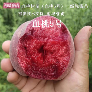 嫁接红肉血桃苗树苗特大纯甜血桃5号桃树苗盆栽地栽南方北方种植