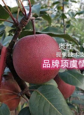 红梨树果苗嫁接奥红一号红梨苗大脆甜全红梨树苗盆栽庭院地栽苗