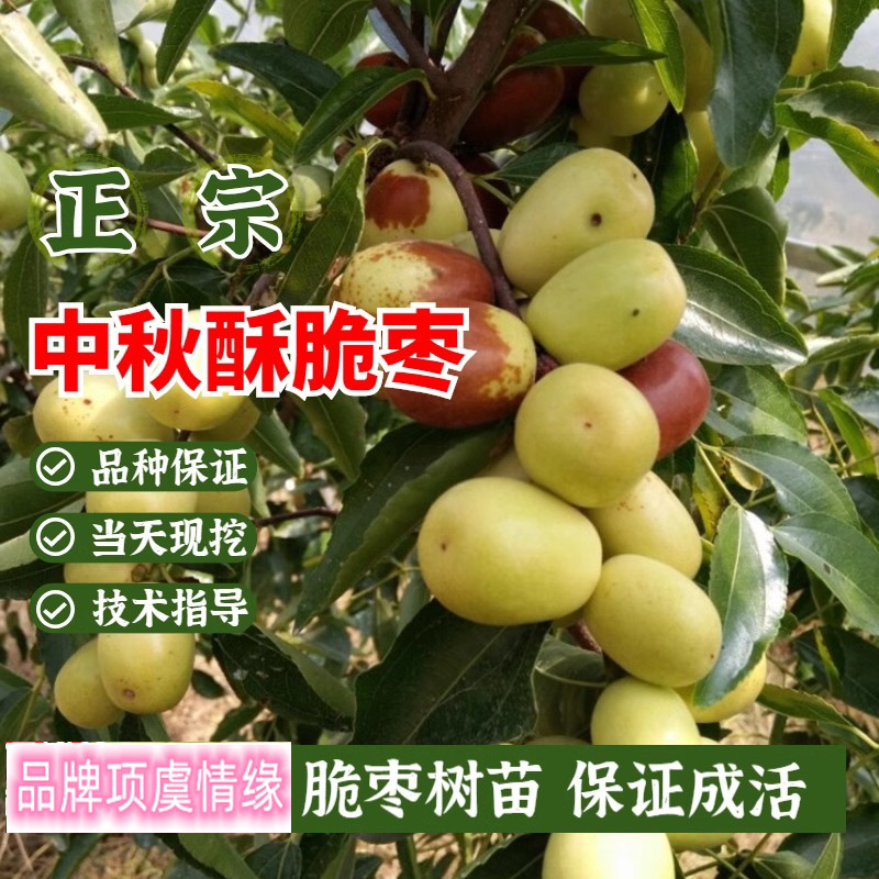 枣树活苗中秋酥脆枣树苗嫁接北方南方大枣超甜特大庭院地栽果树苗