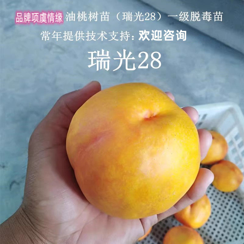 晚熟黄金油桃树苗瑞光28号黄肉油桃苗特大水蜜桃果苗南方北方种植