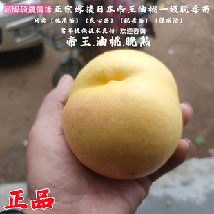 冬桃脆甜离核桃树果苗嫁接10月晚熟油桃苗日本帝王油桃树苗黄桃苗