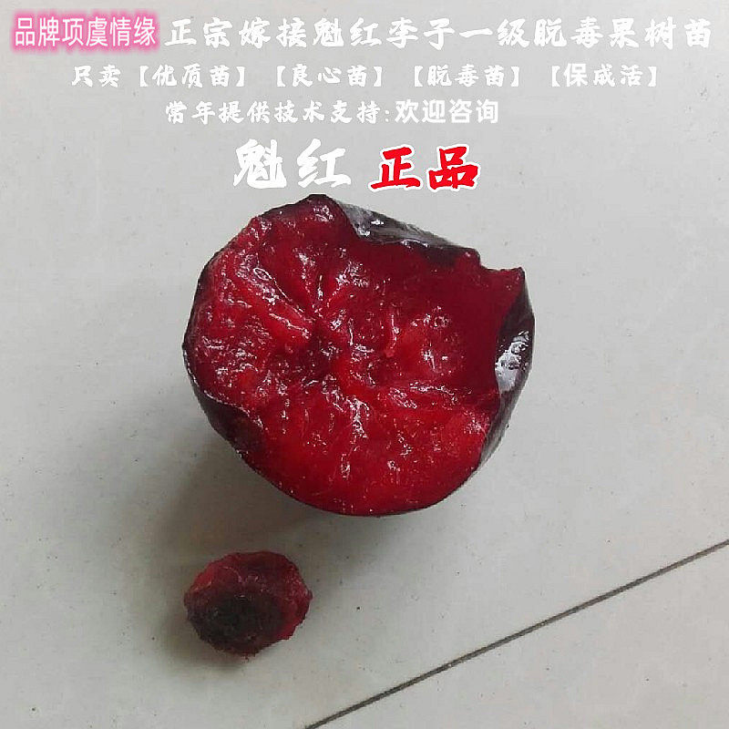 晚熟李树果苗嫁接红肉魁红李子苗树苗盆栽地栽南北方种植当年结果