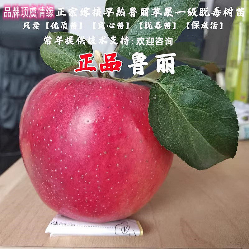 特早熟鲁丽苹果树苗全红特大脆甜七月成熟鲁丽苹果苗南方北方种植