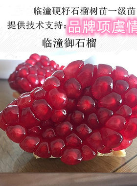 陕西临潼抗寒御石榴树树苗甜硬籽石榴苗盆栽庭院地栽果树当年结果