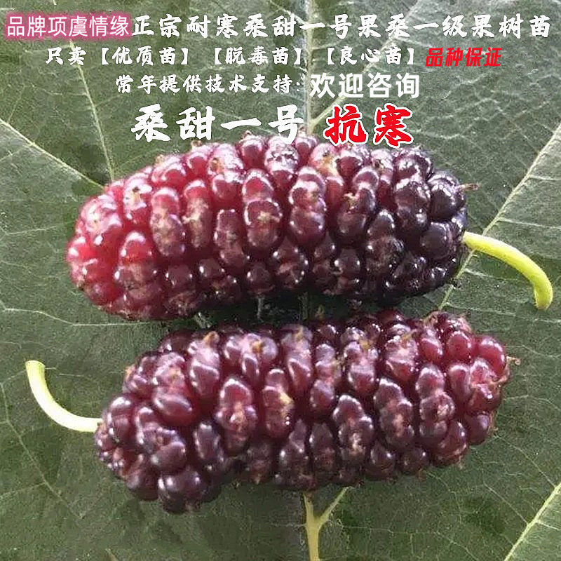 纯甜桑葚树苗桑甜一号果桑苗1号桑树活苗南方种植北方耐寒果树苗