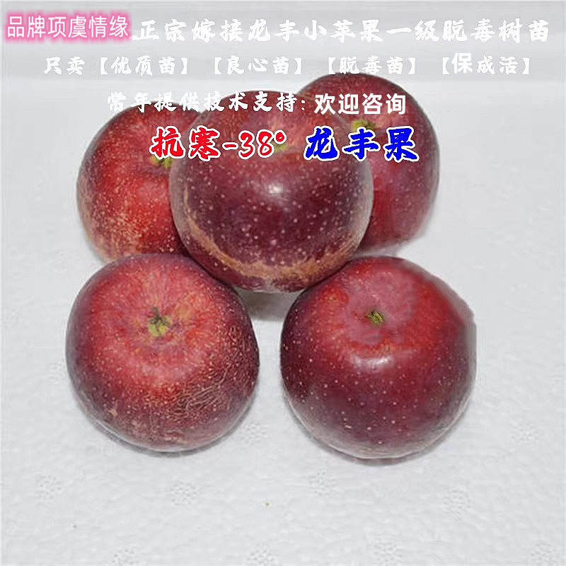 耐寒果树东北龙丰果脆甜小苹果苗大秋果抗寒沙果苹果树苗盆栽地栽