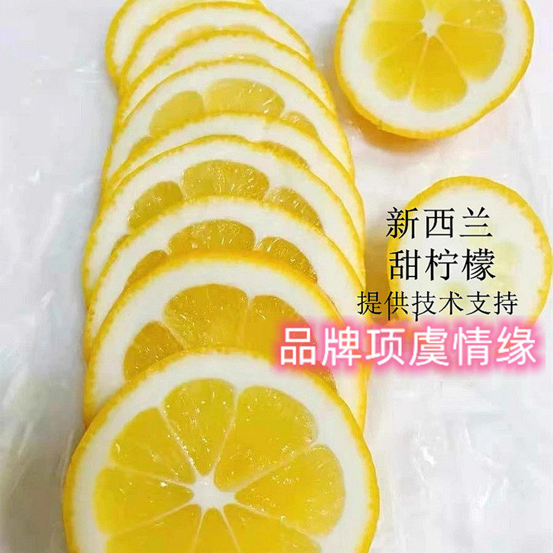 新西兰柠檬树苗黄柠檬苗阳台盆栽室内种植四季结果香水甜柠檬果苗
