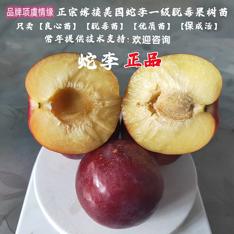 嫁接李子苗晚熟美国蛇李苗东北耐寒李子树苗盆栽庭院地栽当年结果