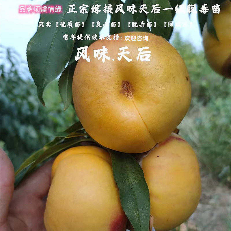中秋国庆成熟黄金油蟠桃苗嫁接晚熟风味天后油蟠桃树苗南北方种植