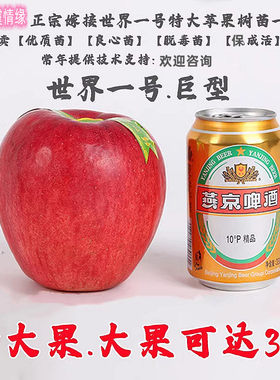嫁接特大果苹果树苗巨型世界一号苹果苗当年结果南方北方地栽种植
