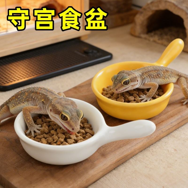睫角守宫蜥蜴果泥搅拌喂食盆