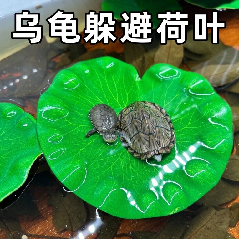 乌龟缸漂浮荷叶躲避屋造景图片