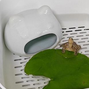乌龟躲避屋饲养草龟小青龟巴西龟专用睡觉窝龟缸陶瓷卡通摆件造景