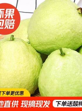 白心芭乐番石榴新鲜水果爽脆清甜绿色低糖鲜果现摘现发3斤5斤