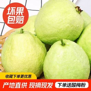 白心芭乐番石榴新鲜水果爽脆清甜绿色低糖鲜果现摘现发3斤5斤 包邮