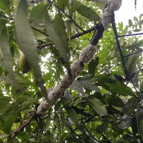 紫胶种紫胶虫种胶云南产放养紫胶虫种枝天然林用紫胶种苗鲜活种胶