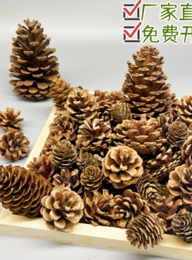天然松果DIY松塔干树枝原木干花幼儿园手工环创布置装饰挂饰材料