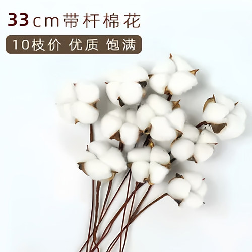白色天然棉花头带壳带杆干花