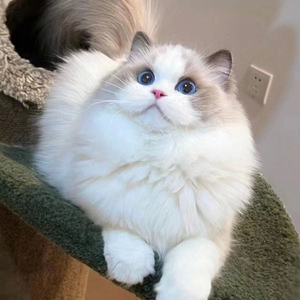 纯种布偶猫幼崽海双蓝眼长毛仙女猫活体宠物猫咪