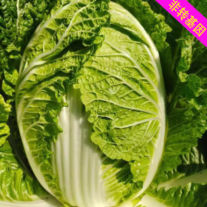 技术服务费送非转基因老品种结球大白菜种子小白菜包心菜种子籽