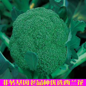 阳台庭院盆栽春秋播非转基因可留种蔬菜种子 常规西兰花种子菜籽