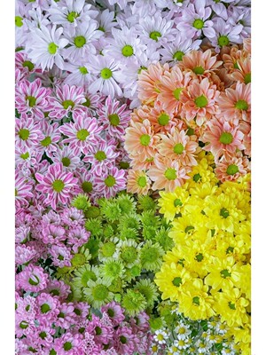 小雏菊鲜花新鲜三文鱼小雏菊洋甘菊太阳花小清新家庭插花姜花切花 虎窝淘