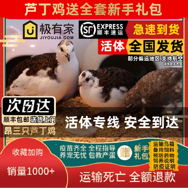 昂三只网红芦丁鸡宠物鸡40-60天