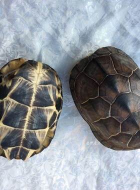 文玩完整真乌龟壳天然盘玩手把件龟甲干净客厅摆件买四送一个