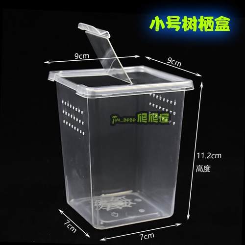 巨拟叶螽斯活体螽斯巨型螽斯拟叶螽鸣虫蝈蝈竹节虫活体特色宠物