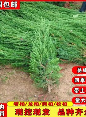 龙柏苗龙柏树苗小龙柏球蜀桧塔柏侧柏扁柏地柏宝塔松树苗四季长青