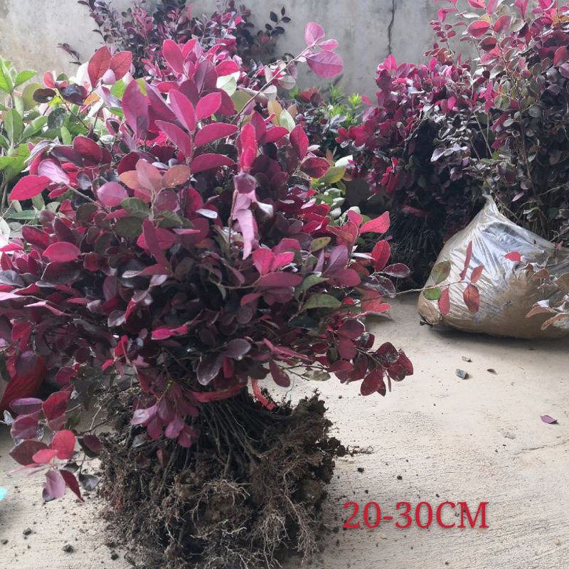 红花继木球红花檵木树苗老桩盆景庭院园林绿化带工程苗木围墙植物