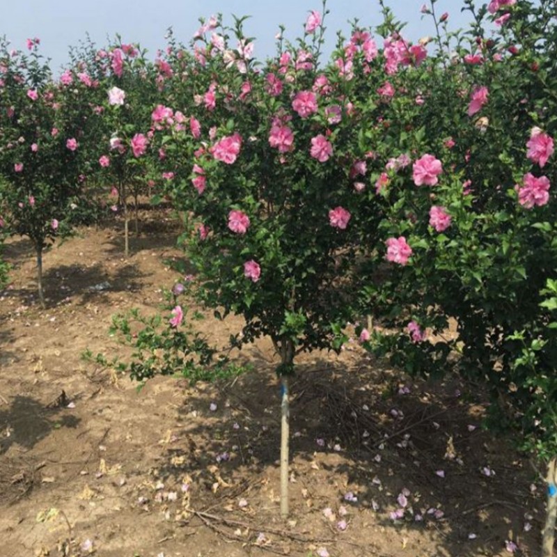 红花木槿树苗重瓣丰花食用木槿花苗盆栽地栽庭院别墅阳台花园植物