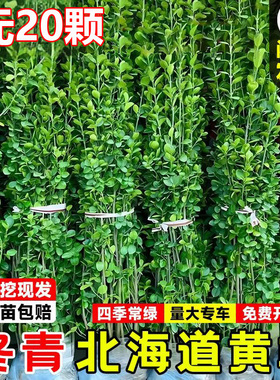 围墙篱笆植物直立大叶北海道黄杨苗冬青树苗四季常青耐寒庭院绿篱
