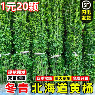 围墙篱笆植物直立大叶北海道黄杨苗冬青树苗四季常青耐寒庭院绿篱