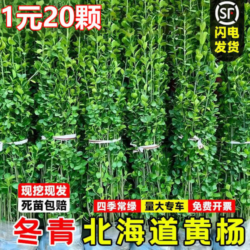 四季常绿围墙篱笆大叶北海道黄杨