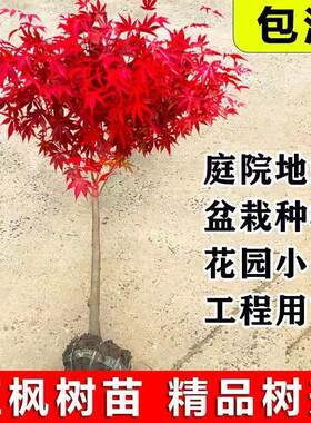日本红枫树苗四季红舞姬室外耐寒枫叶盆景盆栽庭院绿化植物风景树