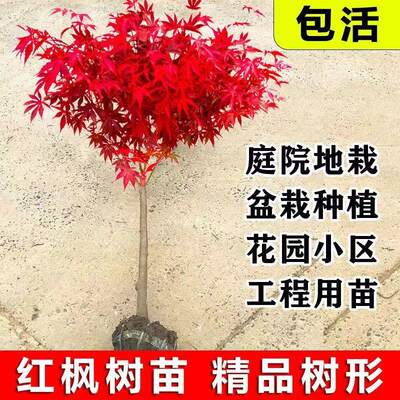 日本红枫树苗四季红舞姬室外耐寒枫叶盆景盆栽庭院绿化植物风景树