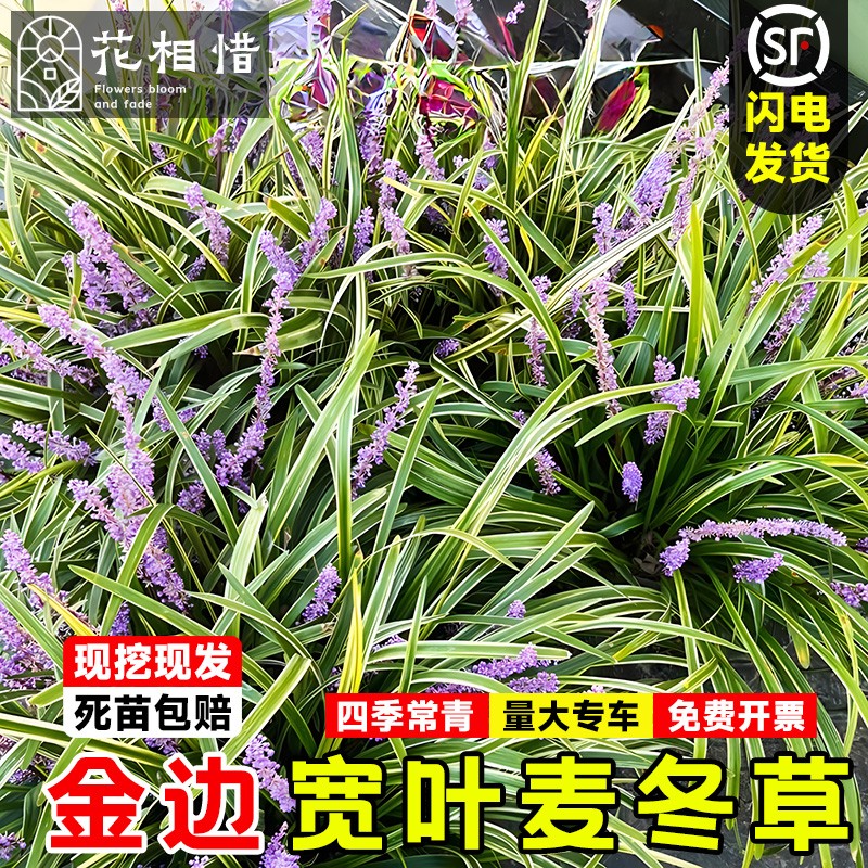 金边麦冬草书带草阔叶苗耐阴耐寒四季常青庭院植物玉龙草矮麦冬草