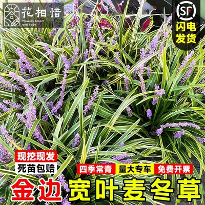 金边麦冬草书带草阔叶苗耐阴耐寒四季常青庭院植物玉龙草矮麦冬草